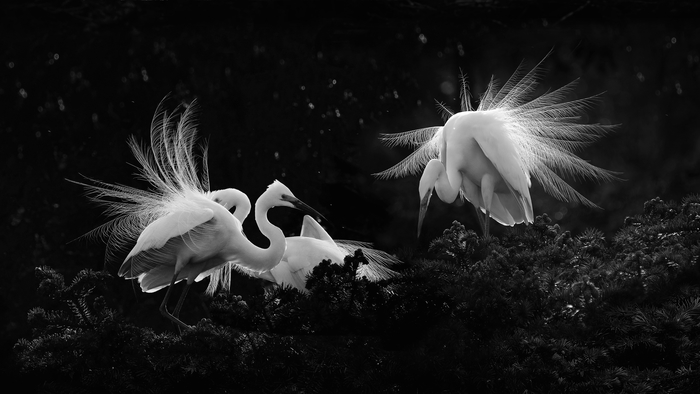 1742262609274973.jpg ceoD1UeatY3T.jpg